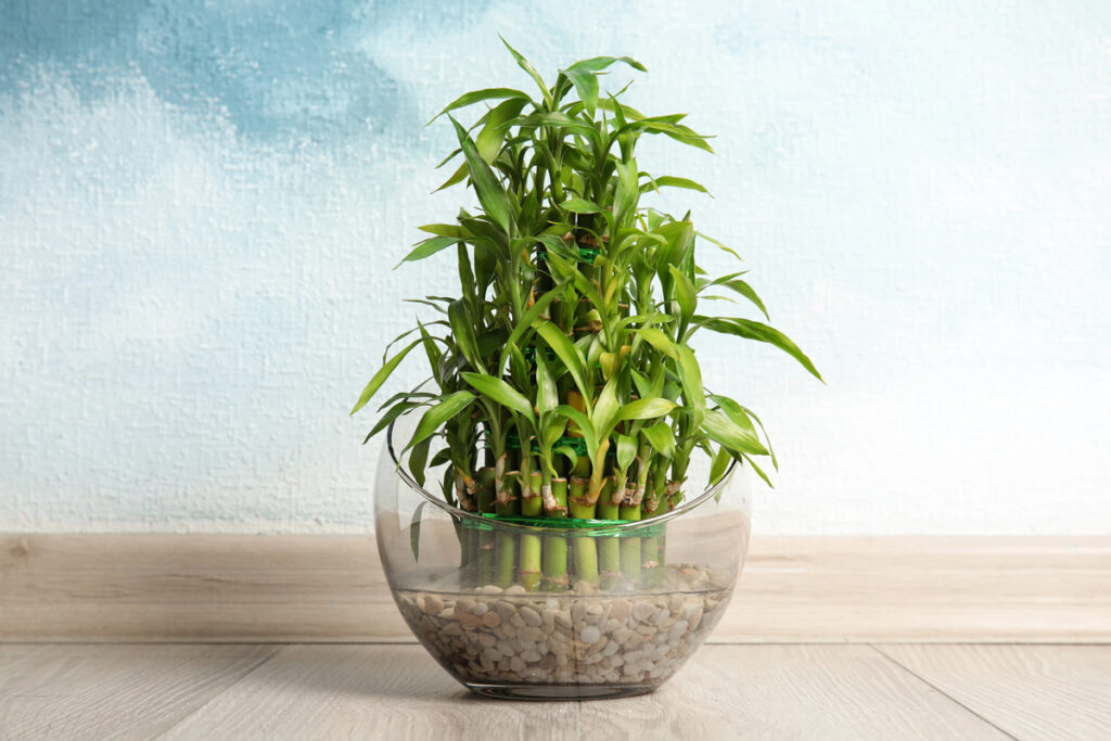 Coltivare Il Bamboo Della Fortuna: Cosa Sai Della Dracaena Sanderiana? - Pollice Verde Vicenza - 1 Coltivare Il Bamboo Della Fortuna: Cosa Sai Della Dracaena Sanderiana?