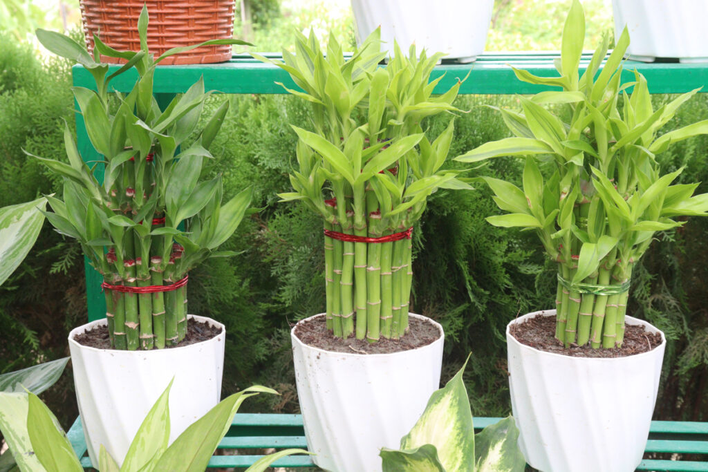 Coltivare Il Bamboo Della Fortuna: Cosa Sai Della Dracaena Sanderiana?