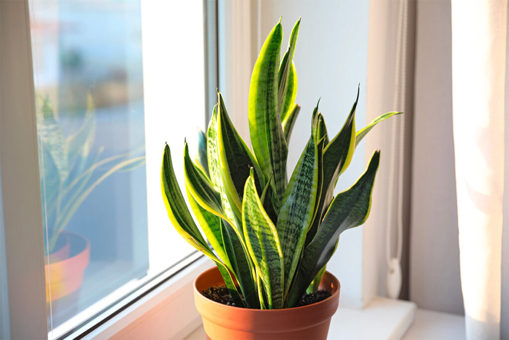 Piante Che Purificano L&Amp;Apos;Aria In Casa: La Guida Completa Per Un Ambiente Più Sano