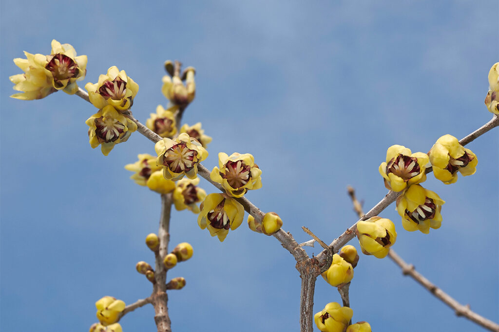 Calicanto D'Inverno: Profumo E Bellezza Nel Giardino Invernale - Pollice Verde Vicenza - 1 Calicanto D'Inverno: Profumo E Bellezza Nel Giardino Invernale