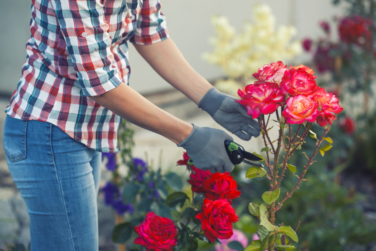 Home - Pollice Verde Vicenza - 31 Potatura Delle Rose: Tecniche E Tempistiche Per Fioriture Perfette