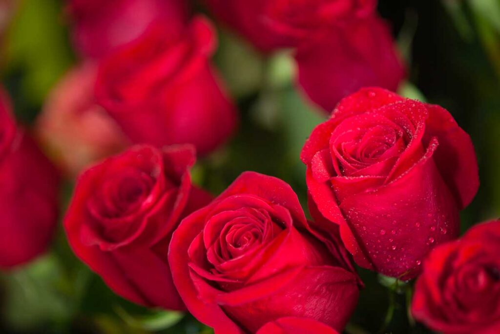 Potatura Delle Rose: Tecniche E Tempistiche Per Fioriture Perfette