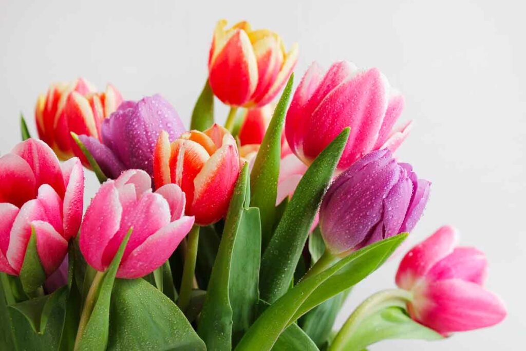 I Fiori Da Regalare A San Valentino 2026: Significati, Idee E Alternative Originali