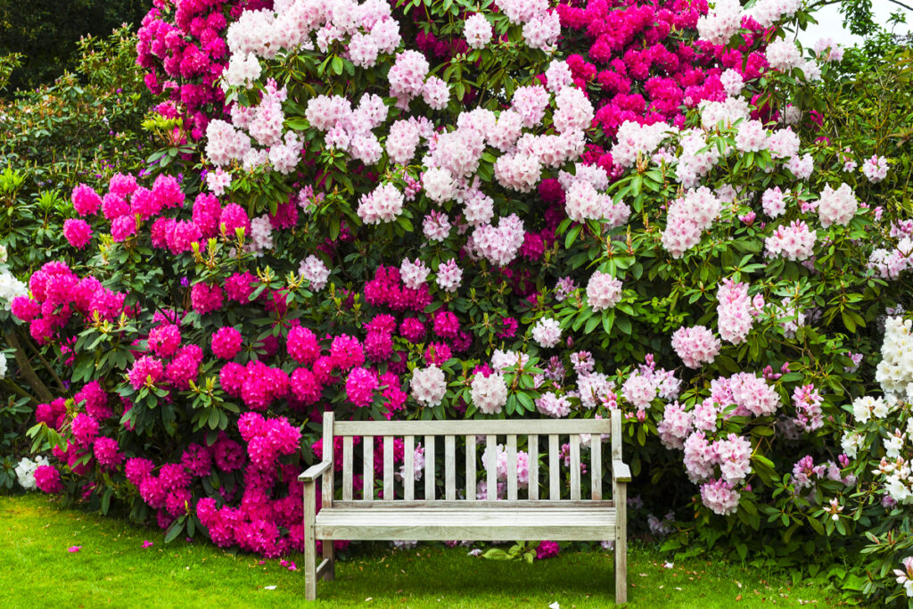 Cura Delle Azalee E Dei Rododendri: Guida Per Fioriture Spettacolari