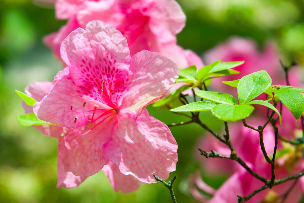 Cura Delle Azalee E Dei Rododendri: Guida Per Fioriture Spettacolari - Pollice Verde Vicenza - 1 Cura Delle Azalee E Dei Rododendri: Guida Per Fioriture Spettacolari