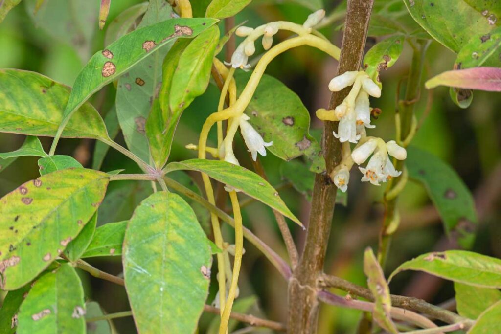 Rimedi Naturali Contro I Parassiti Delle Piante: Guida Completa