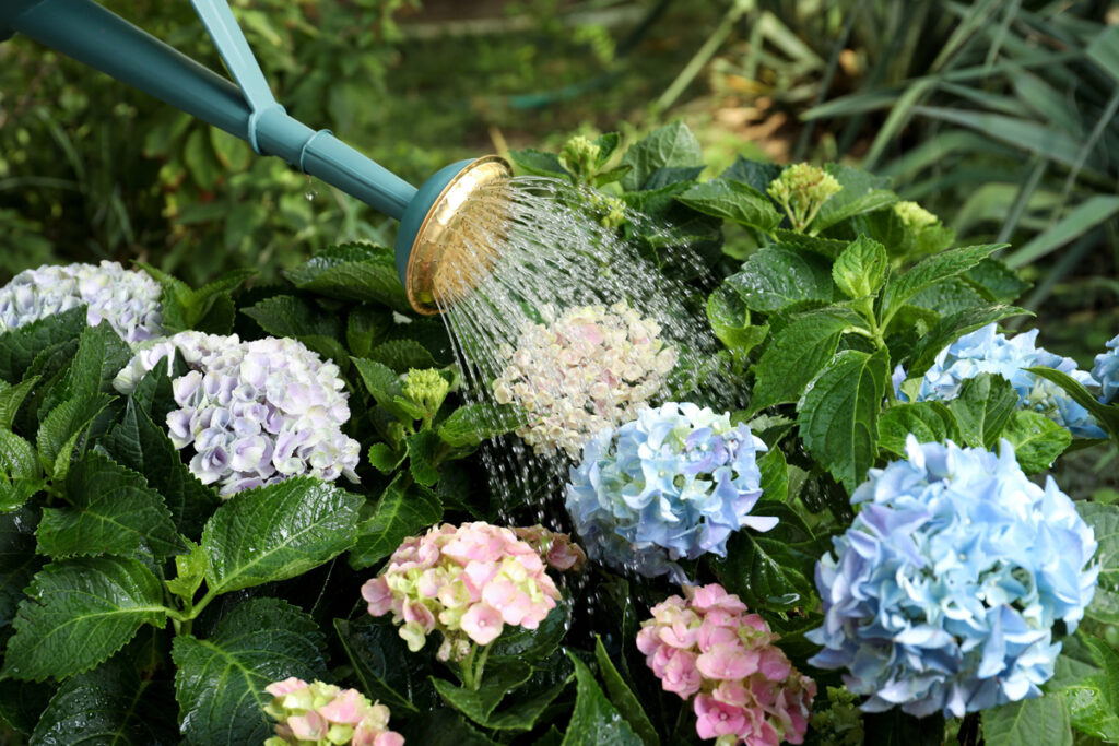 Cura Delle Ortensie: Bellezza Estiva E Il Segreto Dei Colori - Pollice Verde Vicenza - 1 Cura Delle Ortensie Pollice Verde