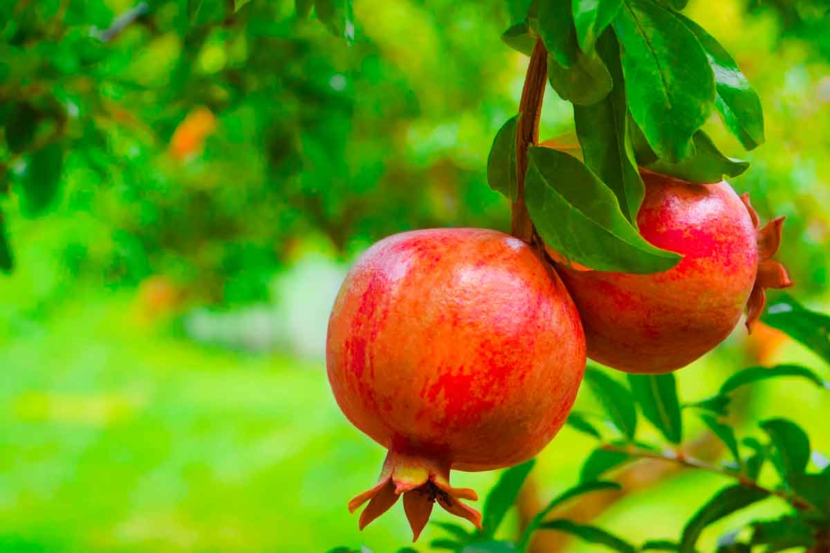 Home - Pollice Verde Vicenza - 31 Pianta Di Melograno: Bellezza E Frutti Nel Giardino Mediterraneo