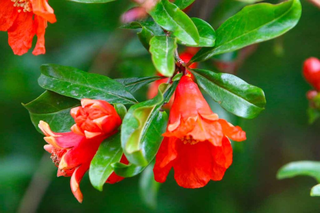 Pianta Di Melograno: Bellezza E Frutti Nel Giardino Mediterraneo