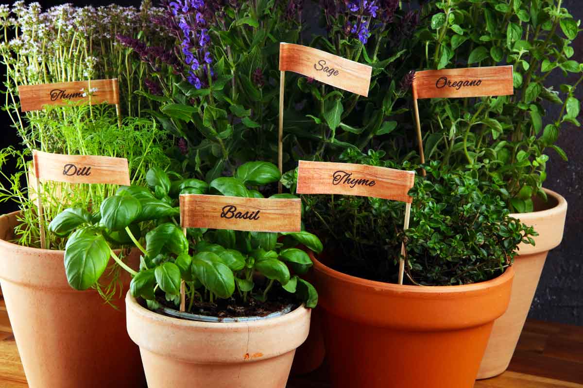 Home - Pollice Verde Vicenza - 31 Cura Delle Erbe Aromatiche: Raccolta E Conservazione