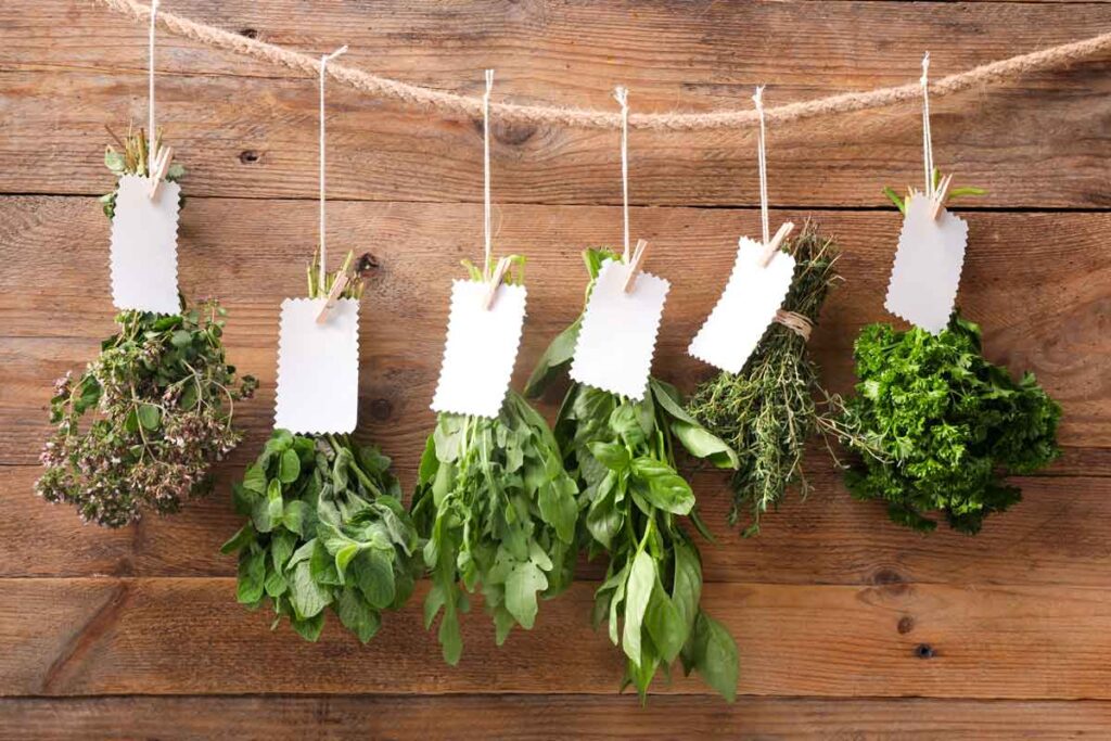 Cura Delle Erbe Aromatiche: Raccolta E Conservazione
