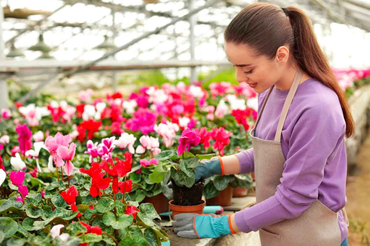 Home - Pollice Verde Vicenza - 31 Cura Dei Ciclamini: Colori Autunnali Per Casa E Giardino