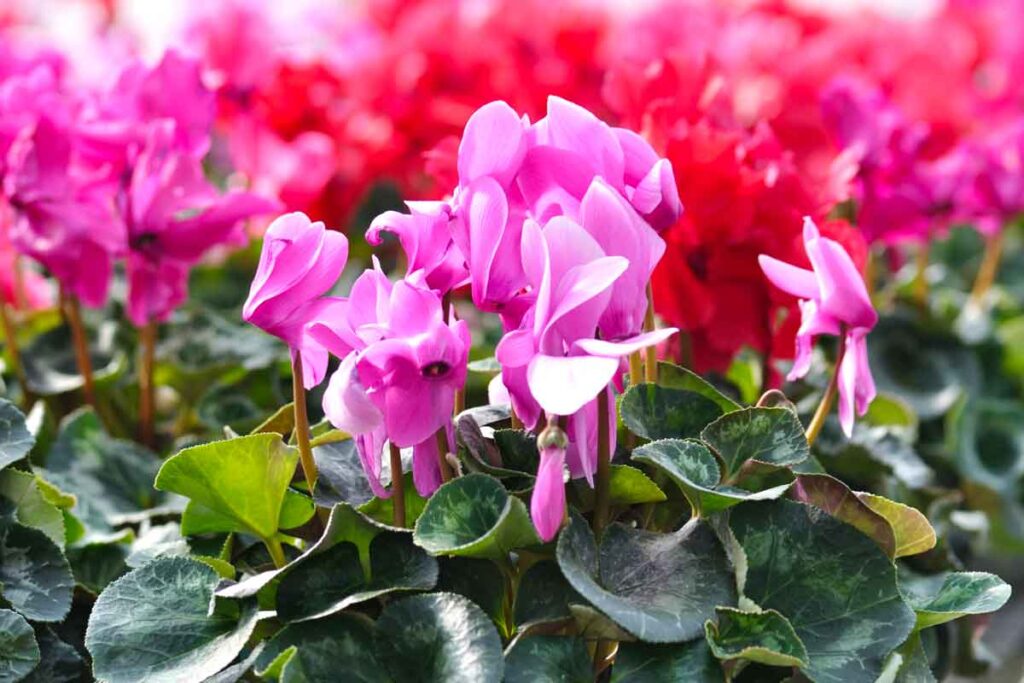 Cura Dei Ciclamini: Colori Autunnali Per Casa E Giardino