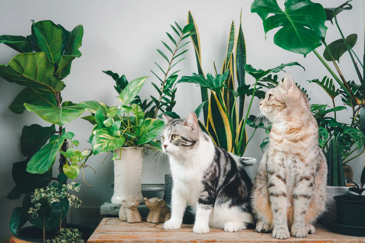 Piante pet-friendly: quali scegliere per casa, balcone e giardino