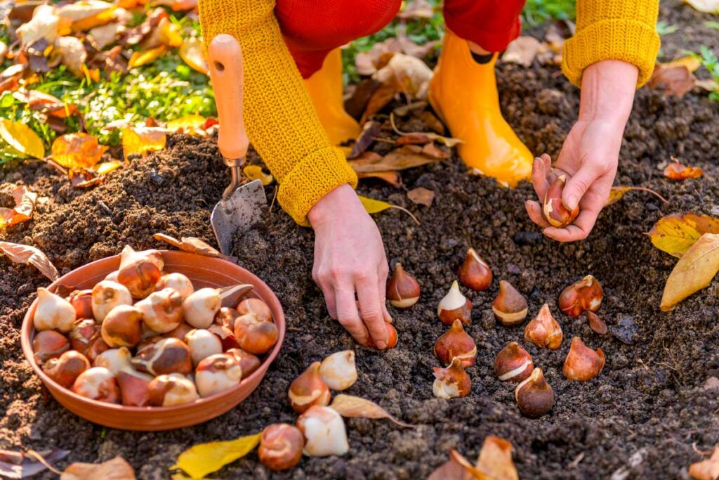 Bulbi Da Piantare In Autunno: Quando E Come Per Una Primavera Fiorita - Pollice Verde Vicenza - 1 Bulbi Da Piantare In Autunno: Quando E Come Per Una Primavera Fiorita