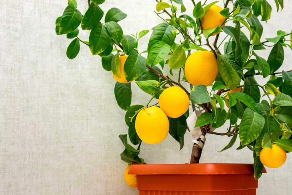 Limone In Vaso D'Inverno: Quando Ritirarlo E Come Proteggerlo Dal Freddo - Pollice Verde Vicenza - 1 Limone In Vaso D'Inverno: Quando Ritirarlo E Come Proteggerlo Dal Freddo